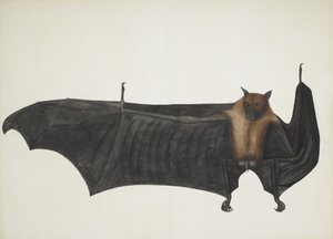 Wielki indyjski nietoperz owocowy, ca. 1777-82. autorstwa Bhawani Das