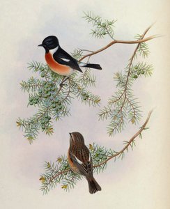 Saxicola maurus indicus, na Juniperus formosana. Z Ptaków Azji (John Gould), tom 4 autorstwa BirdsAsiaJohnGoIVGoul_0144.jpg