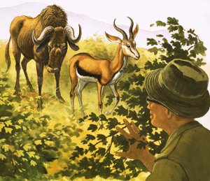 Mężczyzna spoglądający przez krzaki na Gnu i antylopę