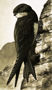The Swift