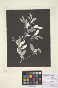 Huckleberry (tusz na papierze)