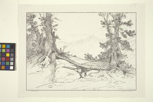 Sierra Pines (тушь на бумаге)лак autorstwa Bolton Coit Brown
