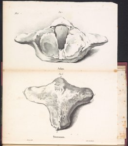Atlas i mostek wieloryba, 1827 Atlas / Mostek (tytuł na obiekcie)