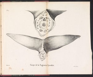 Sekcja płetwy ogonowej wieloryba, 1827 Coupe de la Nageoire Caudale (tytuł na obiekcie)
