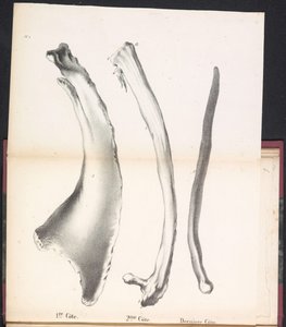 Trzy żebra wieloryba, 1827 1st Côte / 2me Côte / Derniere Côte (tytuł na obiekcie)