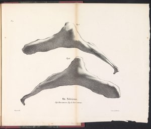 Hipbone wieloryba, 1827 Os Pelviens (tytuł na obiekcie)
