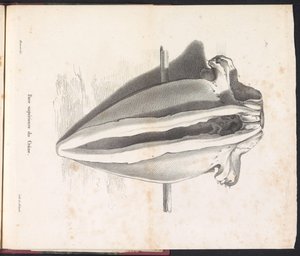 Czaszka wieloryba, 1827 Face supérieure du Crâne (tytuł na obiekcie)