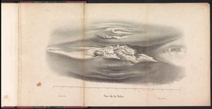 Żeńskie genitalia wieloryba, 1827 Vue de la Vulve (tytuł na obiekcie)