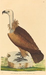 Sęp alpejski