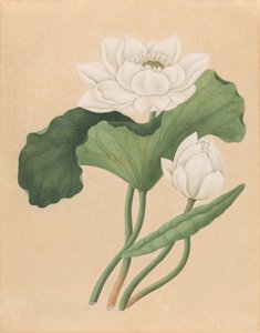 Lotos wschodnioindyjski (Nelumbo nucifera)