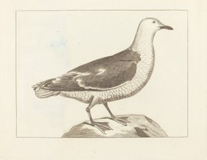 Ptactwo wodne autorstwa British 19th Century