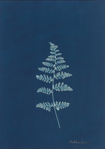 Hothocleana, ok. 1850 (zdjęcie) autorstwa British Photographer