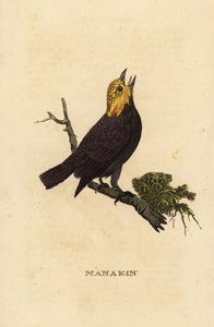 Manakin złotogłowy , Ceratopipra erythrocephala autorstwa British School
