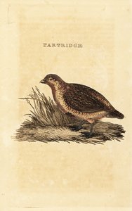 Kuropatwa szara, Perdix perdix autorstwa British School
