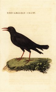 Klin czerwonodzioby, Pyrrhocorax pyrrhocorax autorstwa British School