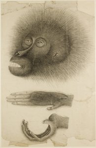 Głowa i ręce orangutana, ok. 1818-30 (ołówek i akwarela na papierze) autorstwa British School