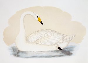 Dziki łabędź (Cygnus cygnus), grawerowanie, Wielka Brytania autorstwa British School