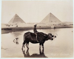 Dziecko i wół w zbiorniku wodnym u stóp piramid Chefrena (Khephren) i Kheopsa (Cheops, Keops, Khoufu, Khufu) a Guizeh (Guiseh, Giza, Giza) - fotografia Freresa Zangali, koniec XIX wieku wiek