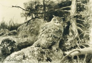 Berguv (puchacz) Bubo Bubo