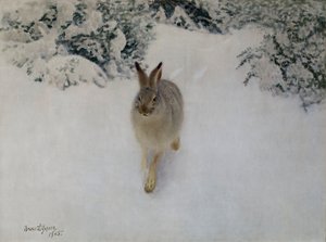 Zając w zimie autorstwa Bruno Andreas Liljefors
