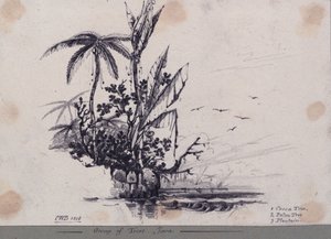 Grupa drzew.... Java. 1. Kakaowiec, 2. palma, 3. babka lancetowata autorstwa C.W. Browne