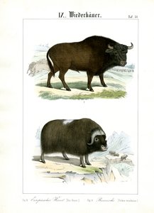  autorstwa C. Roth