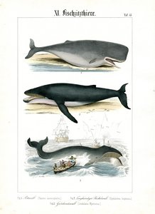  autorstwa C. Roth