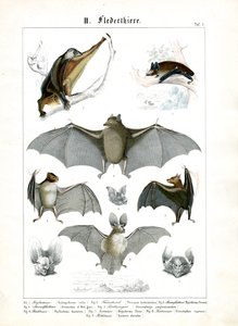  autorstwa C. Roth
