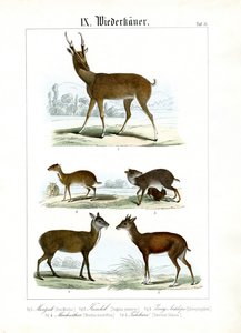  autorstwa C. Roth