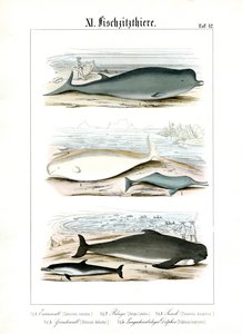  autorstwa C. Roth