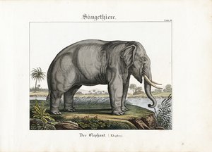  autorstwa C. Steglich