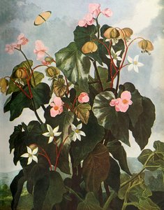 „Begonia skośnolistna”, ok. 1800, 1948 r. autorstwa Caldwell
