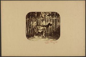 [Koza] autorstwa Camille Silvy