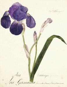 tęczówka niemiecka; Irys Germanica, ok. 1815-1851 autorstwa Capitaine Pelletier