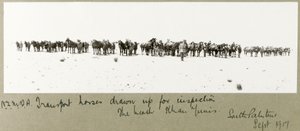 N.Z.M.F.A. transport koni wystawiony do inspekcji na plaży, Khan Yunis, wrzesień 1917 autorstwa Capt. Arthur Rhodes