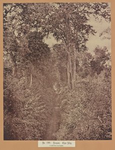 Nr 120. Rangun. Tiger Alley autorstwa Capt. Linnaeus Tripe