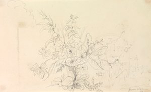 Szkic roślin i kamień milowy od natury, 3 czerwca 1826 r autorstwa Capt. Thomas Hastings