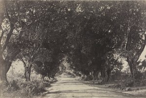 Aleja Banyan Trees, Sheringham, Indie