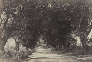 Aleja Drzew Banian, Seringham, Indie, 1858.