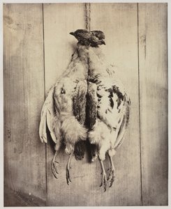 Kuropatwy odbytnicze, ok. 1861. autorstwa Captain N. Baily