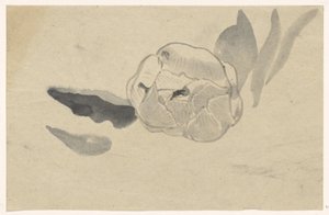 Studium kwiatów autorstwa Carel Adolph Lion Cachet