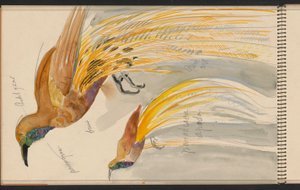 Großer Paradiesvogel autorstwa Carel Adolph Lion Cachet
