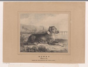 Pies Dunaj Dunaj. Chien du Baron de Westreenen de Tiellandt (tytuł na obiekcie) autorstwa Carel Christiaan Antony Last