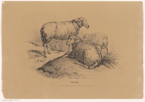 Cztery owce Pictura (tytuł serii na obiekcie) autorstwa Carel Christiaan Antony Last