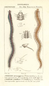 Nereida zębata , Perinereis nuntia 1 i nereid , Syllis armillaris 2
