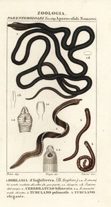 Robak bootlace, Lineus longissimus 1, Borlasia angliae 1, robak trąbka, Cerebratulus bilineatus 2, Cerebratulus bilineatus 2, wstążka, Tubulanus polimorphus 3, Tubulanus elegans 4