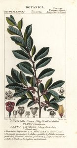 Wiąz chiński lub wiąz koronkowy, Ulmus parvifolia, Ulmus chinensis, Olmo della China
