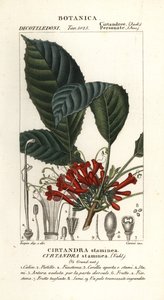 Roślina Cyrtandra, Cyrtandra staminea, Cirtandra staminea