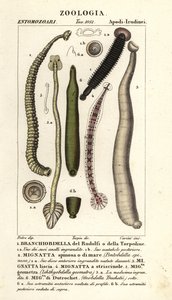 Pijawki rybne i pijawki słodkowodne: Branchiobdellida 1, Pontobdella spinosa 2, Whitmania laevis 3, Hirudo vittata 4, Piscicola geometra 5, Ichthyobdella geometra 5, Geobdella trochetii 6