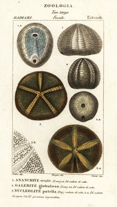 Skamieniałości wymarłych jeżowców: Echinocorys (Ananchity) 1, Galerites globulosus 2 i Nucleolite patella 3